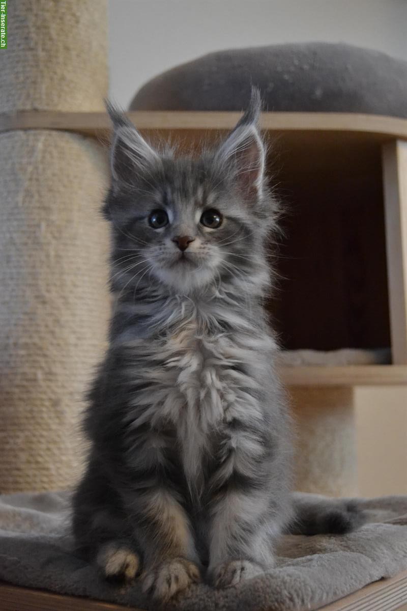 Bild 4: 3 wunderschöne Maine Coon Kitten mit Stammbaum