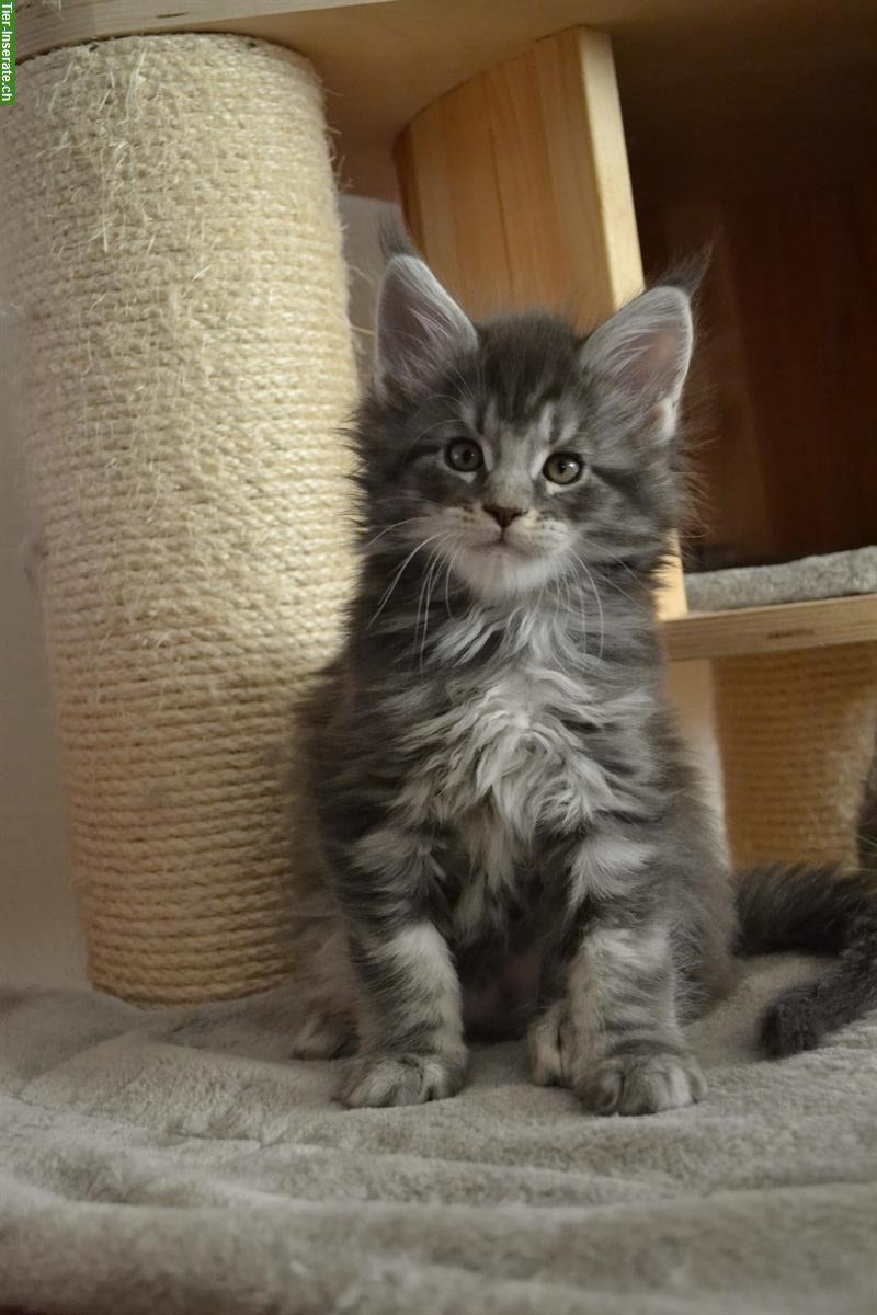 Bild 5: 3 wunderschöne Maine Coon Kitten mit Stammbaum