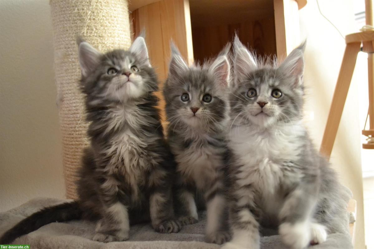 Bild 6: 3 wunderschöne Maine Coon Kitten mit Stammbaum