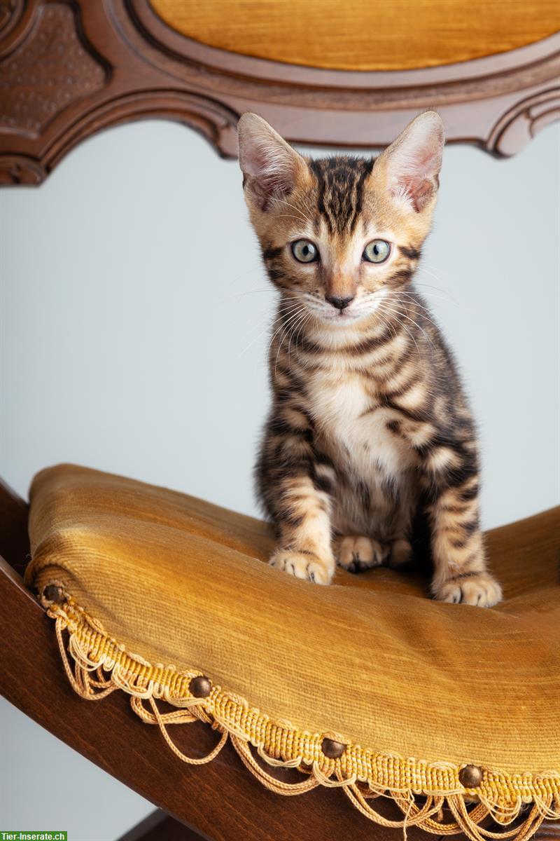 Bengal Kitten marmoriert mit Stammbaum