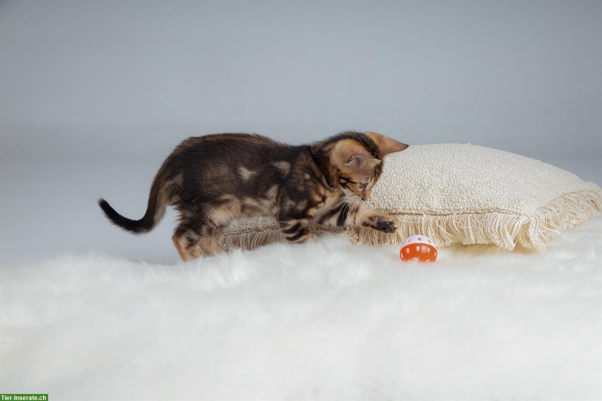 Bild 2: Bengal Kitten marmoriert mit Stammbaum