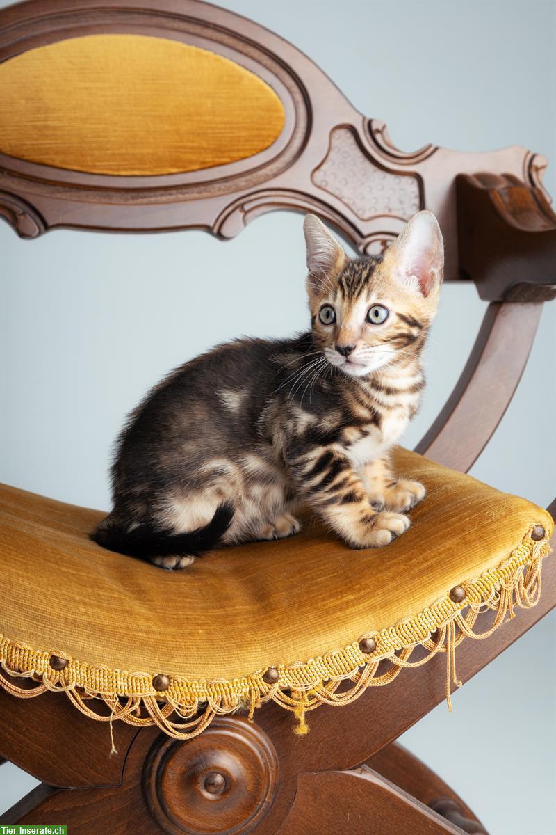 Bild 6: Bengal Kitten marmoriert mit Stammbaum