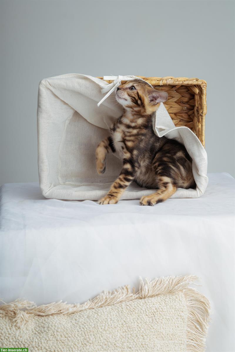 Bild 7: Bengal Kitten marmoriert mit Stammbaum