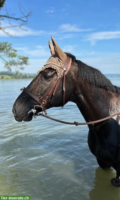 Oldenburger Wallach, 11-jährig von Balou du Rouet