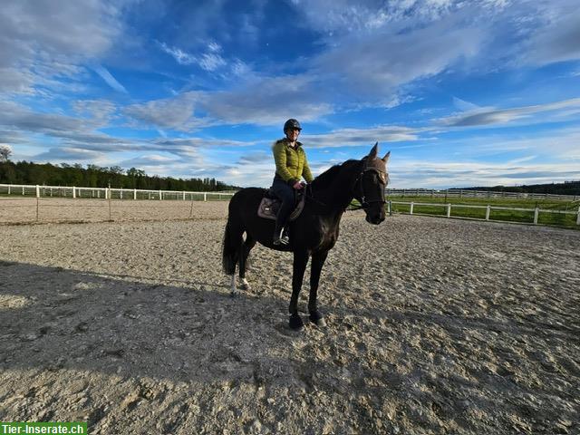 Bild 2: Oldenburger Wallach, 11-jährig von Balou du Rouet