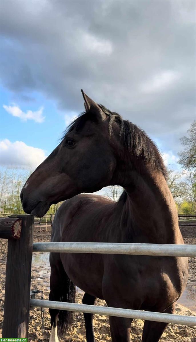 Bild 3: Oldenburger Wallach, 11-jährig von Balou du Rouet