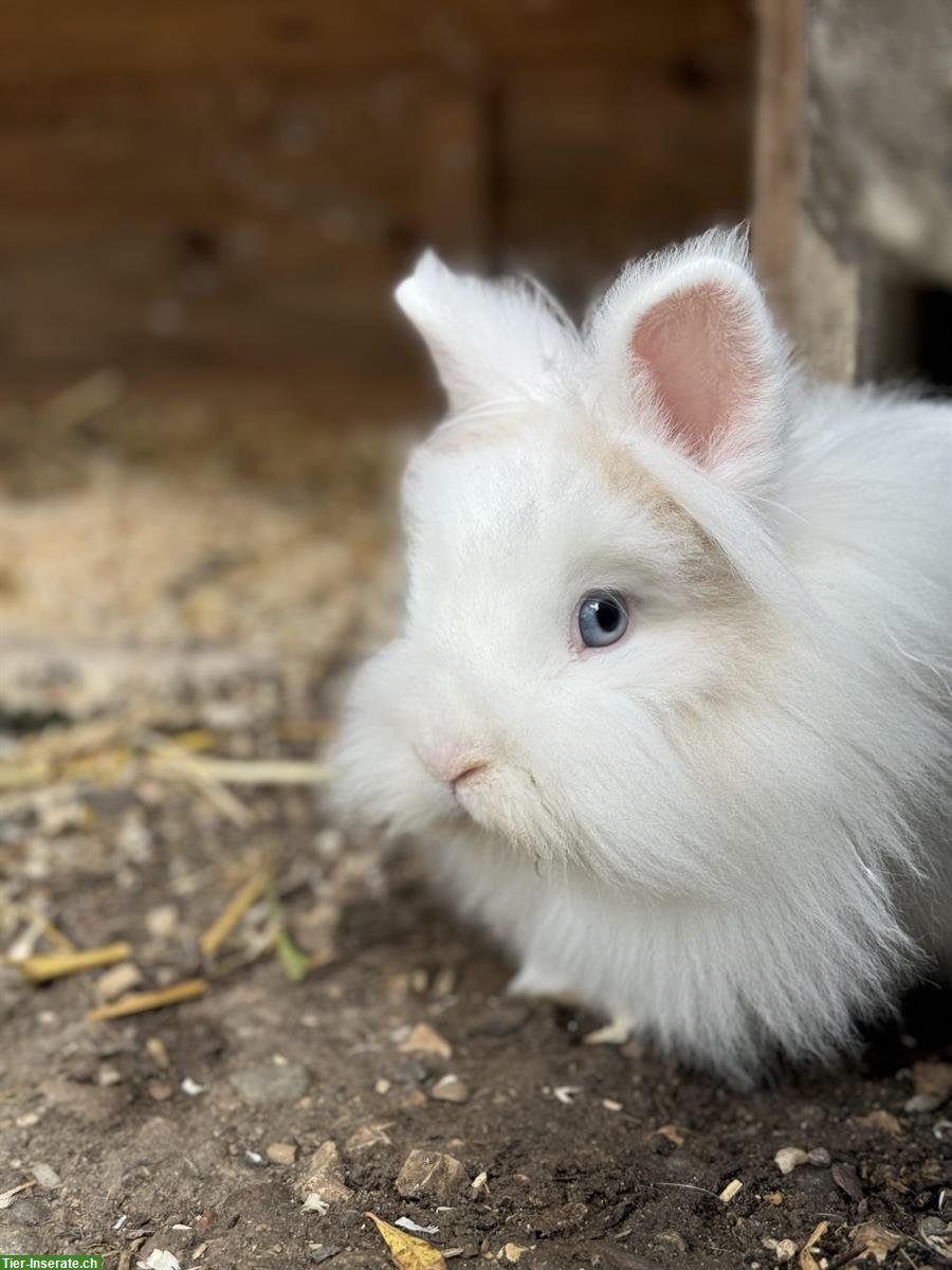 Zwergkaninchen Böckli zum decken gesucht