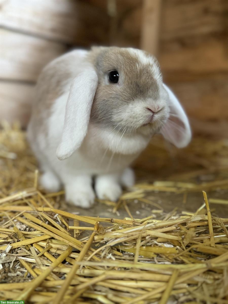 Bild 2: Zwergkaninchen Böckli zum decken gesucht