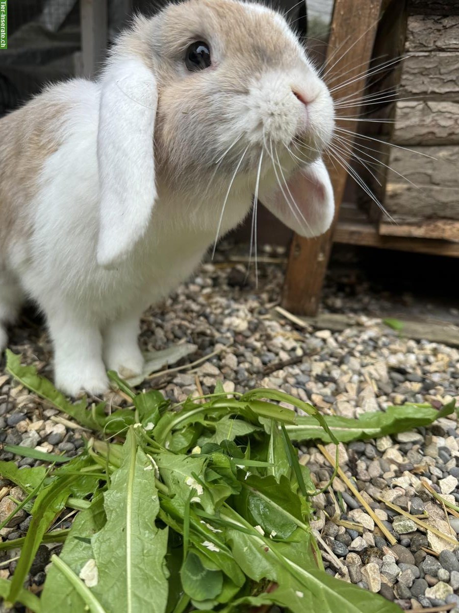 Bild 4: Zwergkaninchen Böckli zum decken gesucht