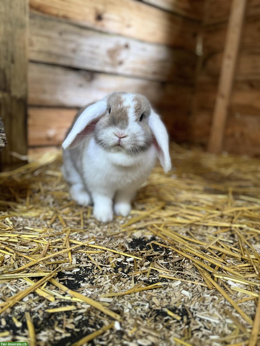 Bild 5: Zwergkaninchen Böckli zum decken gesucht