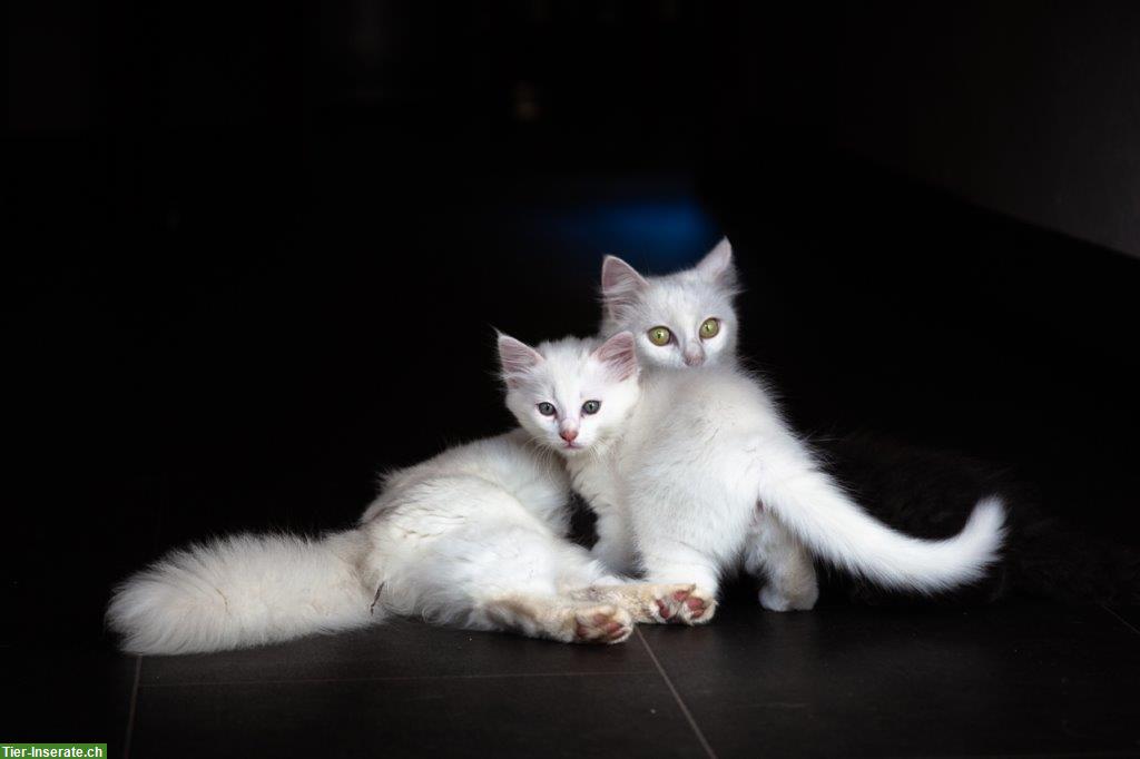 Bild 3: Weisse Kitten, Langhaar suchen Zuhause mit Freilauf