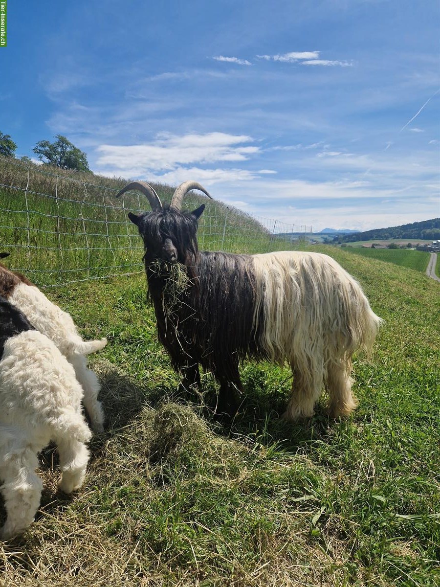 Walliser Schwarzhalsziege, reinrassig mit Papieren