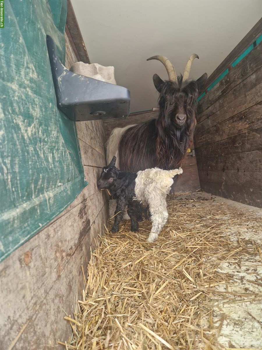 Bild 3: Walliser Schwarzhalsziege, reinrassig mit Papieren