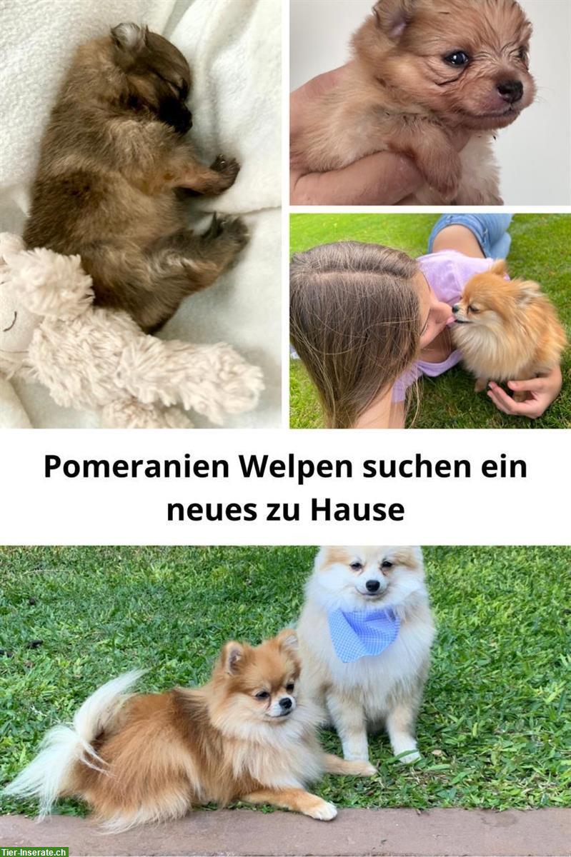 Reinrassige Pomeranian Welpen zu verkaufen