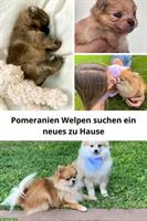 Reinrassige Pomeranian Welpen zu verkaufen