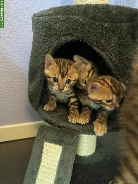 Bild 3: Reinrassige Bengal Kitten mit wunderschöner Maserung