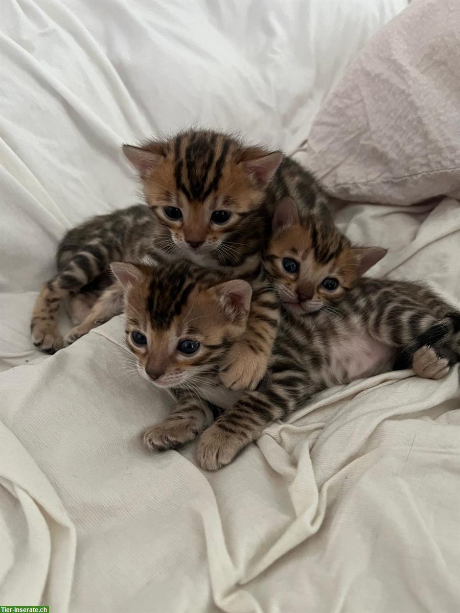 Bild 4: Reinrassige Bengal Kitten mit wunderschöner Maserung