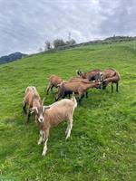 Weibliche Gitzi vom Frühling zu verkaufen