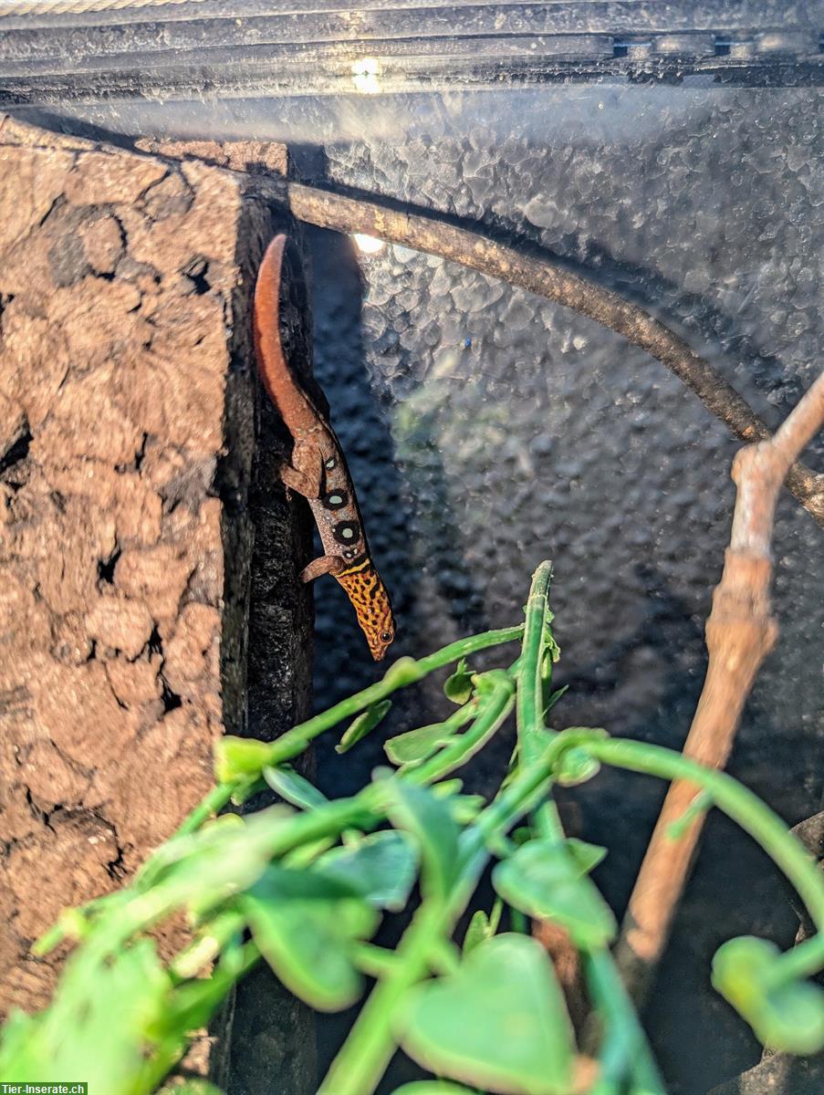 1.0.2 Gonatodes Ocellatus Männchen, Augenfleckgecko