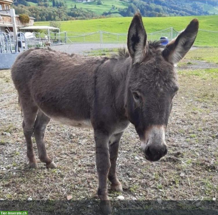 Dunkelgrauer Zwergesel Hengst Konrad an guten Platz abzugeben