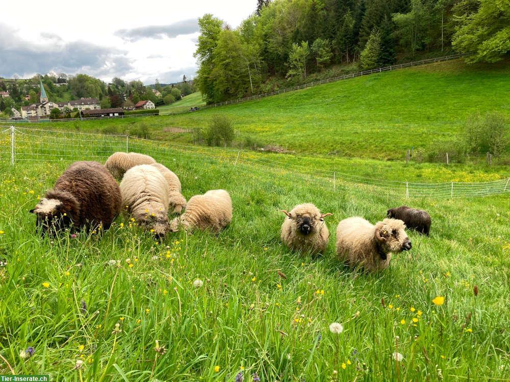 Bild 4: Heu, Emd, Kleinballen, Siloballen oder ab Stock