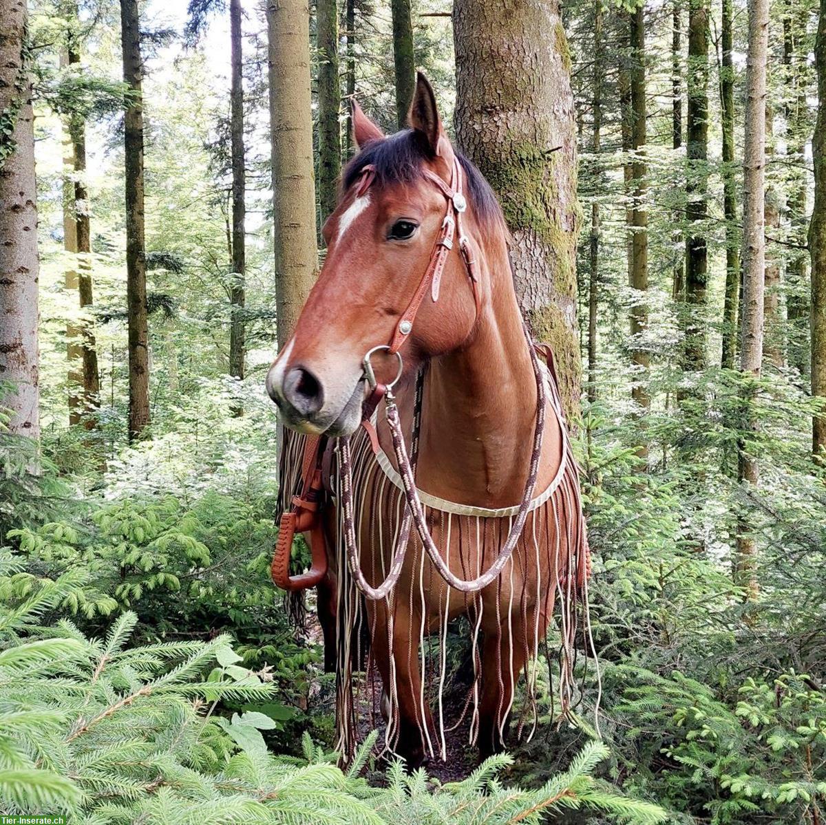 Dun Free Range Horse Stute, 8-jährig