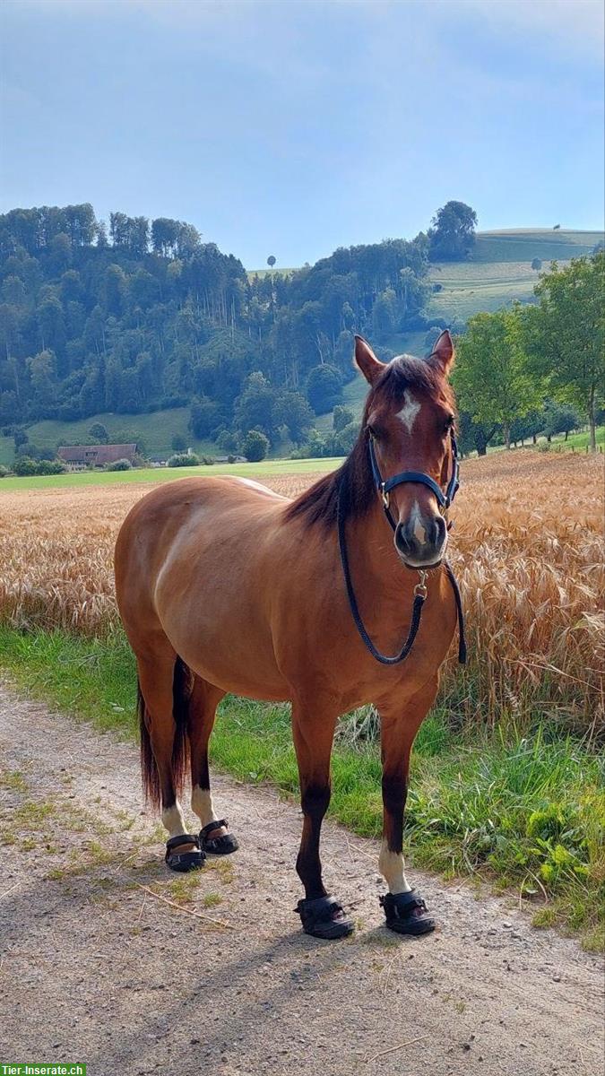 Bild 2: Dun Free Range Horse Stute, 8-jährig