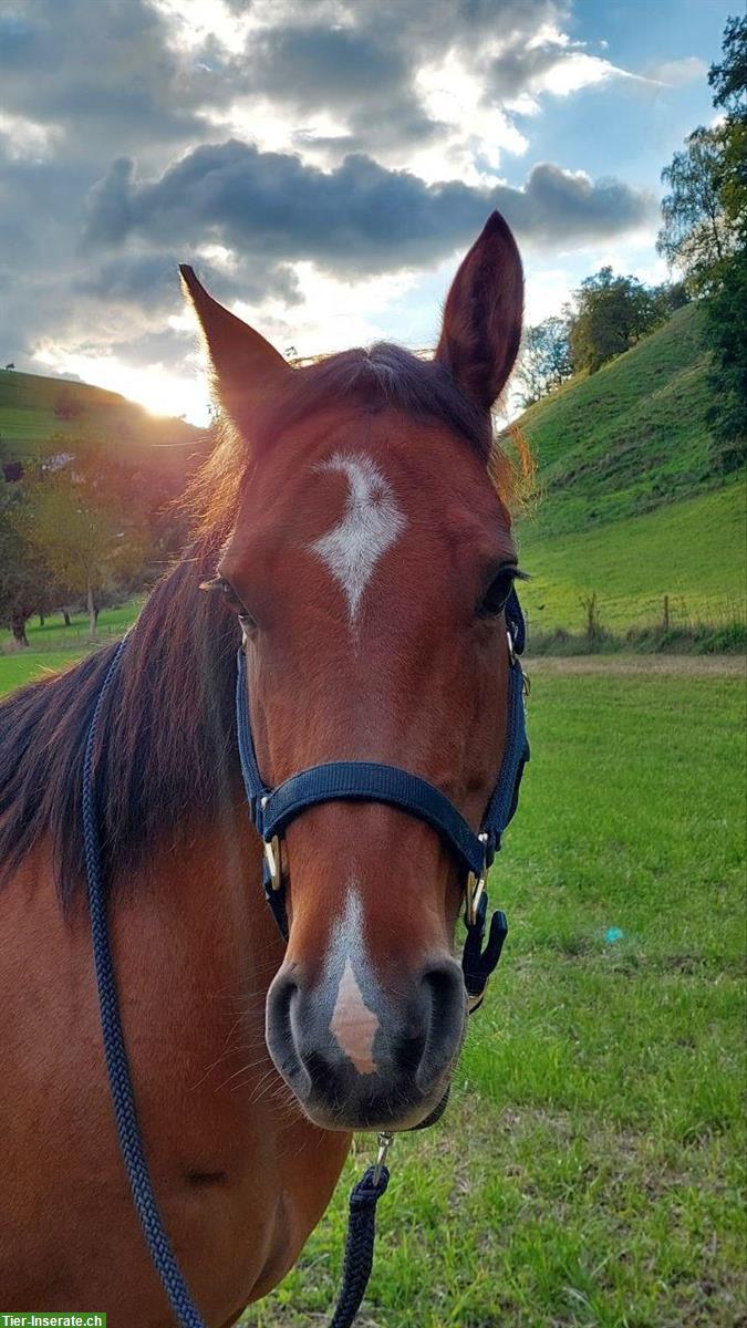 Bild 3: Dun Free Range Horse Stute, 8-jährig