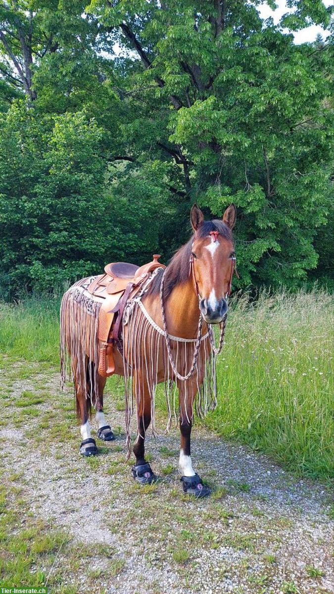 Bild 4: Dun Free Range Horse Stute, 8-jährig