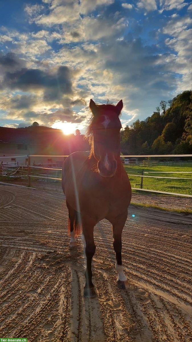 Bild 5: Dun Free Range Horse Stute, 8-jährig