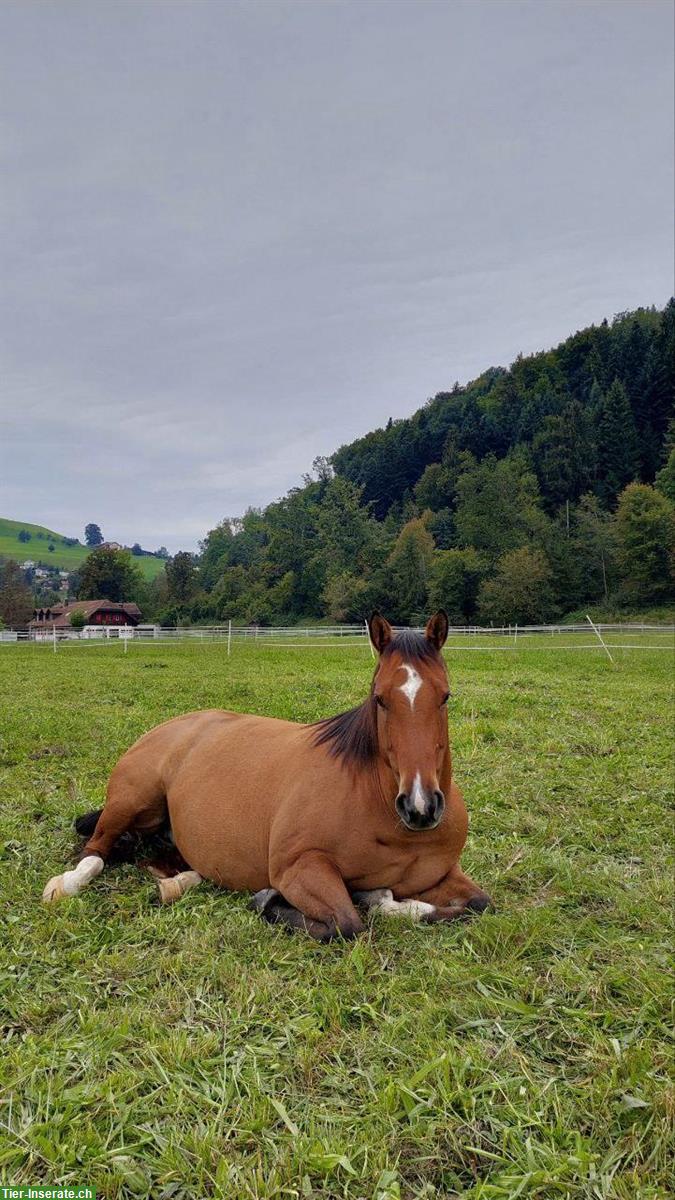 Bild 6: Dun Free Range Horse Stute, 8-jährig