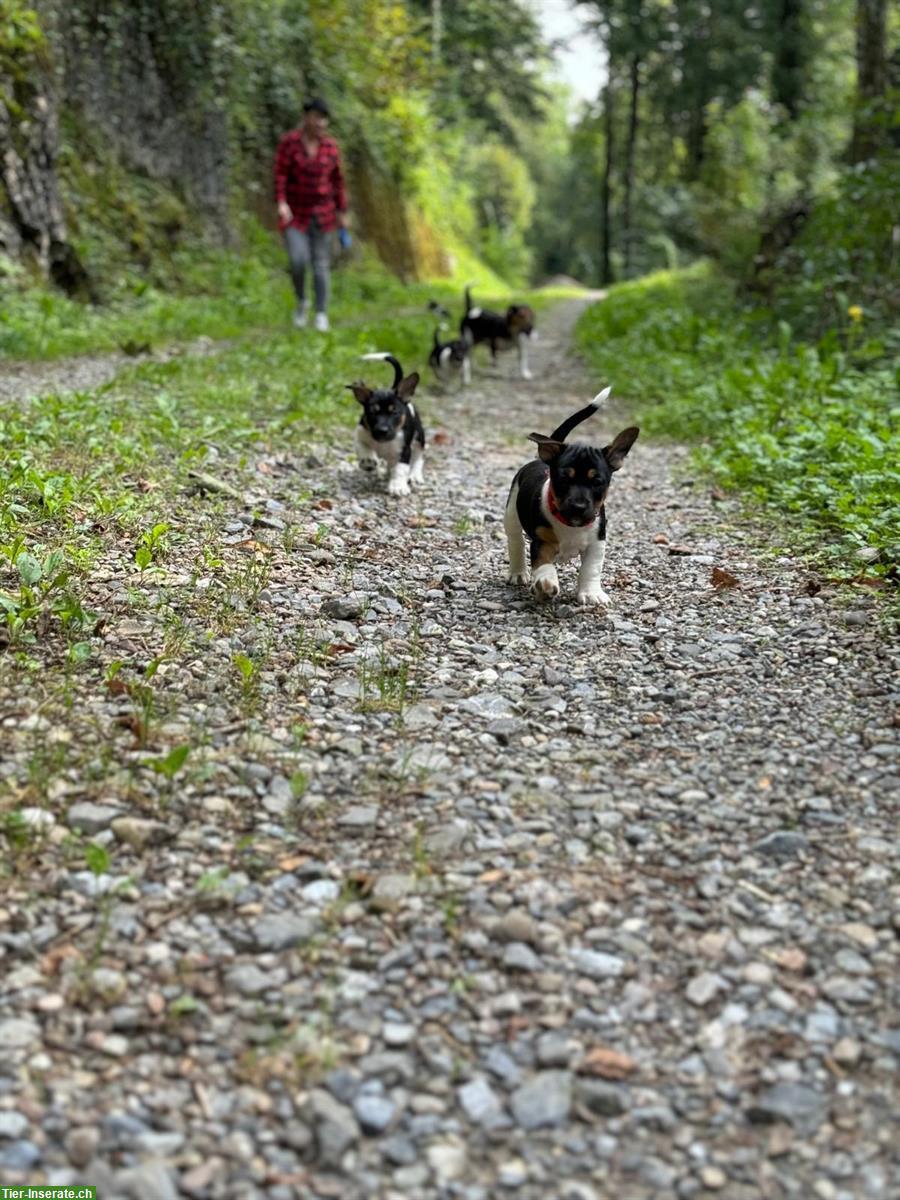 Bild 10: Reinrassige Jack Russell Welpen, tricolor, männlich