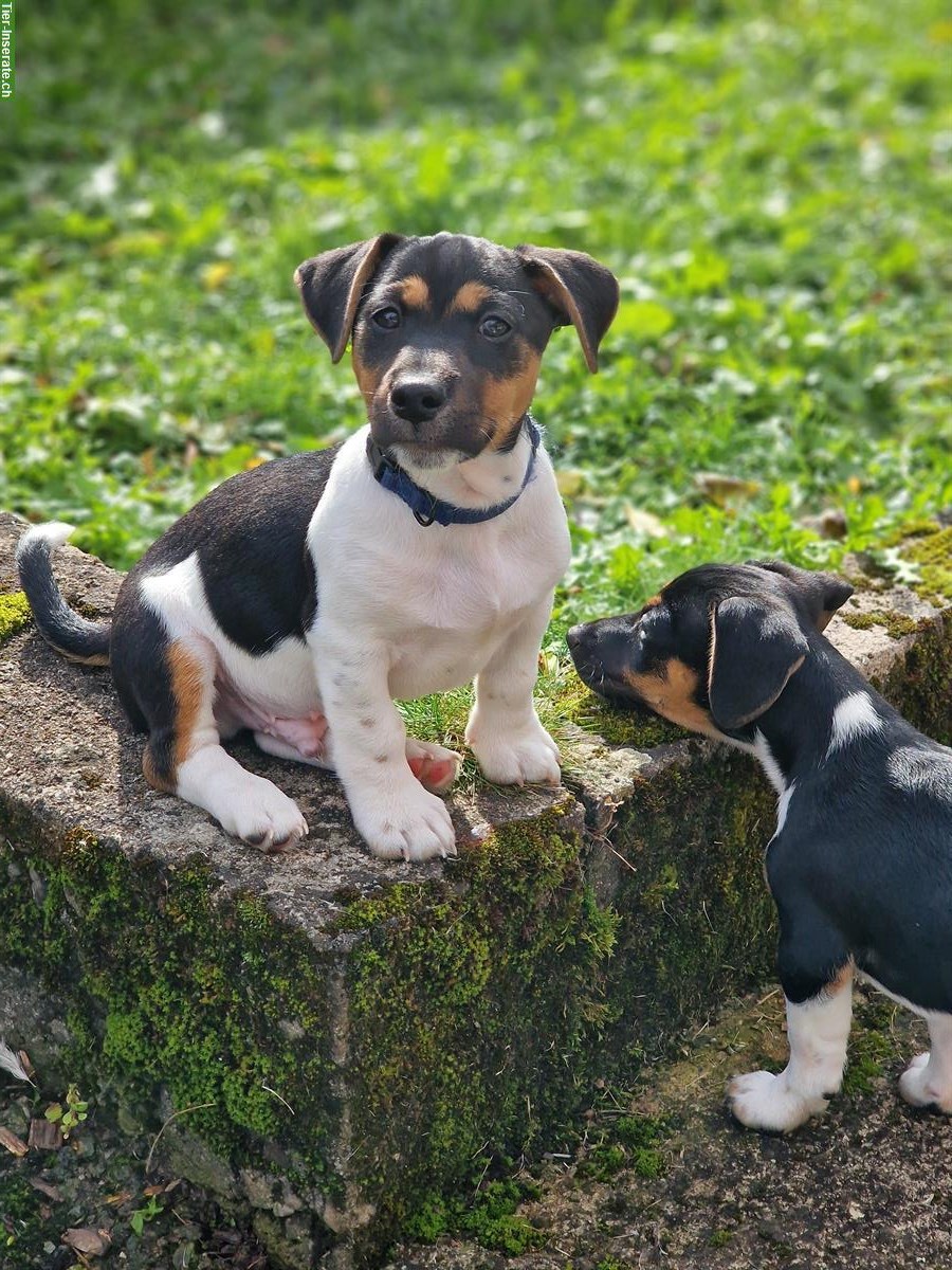 Bild 2: Reinrassige Jack Russell Welpen, tricolor, männlich