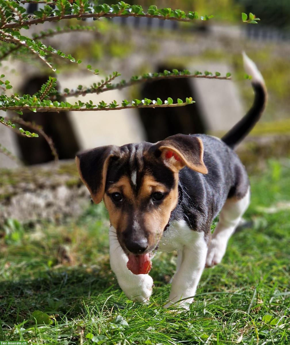 Bild 3: Reinrassige Jack Russell Welpen, tricolor, männlich