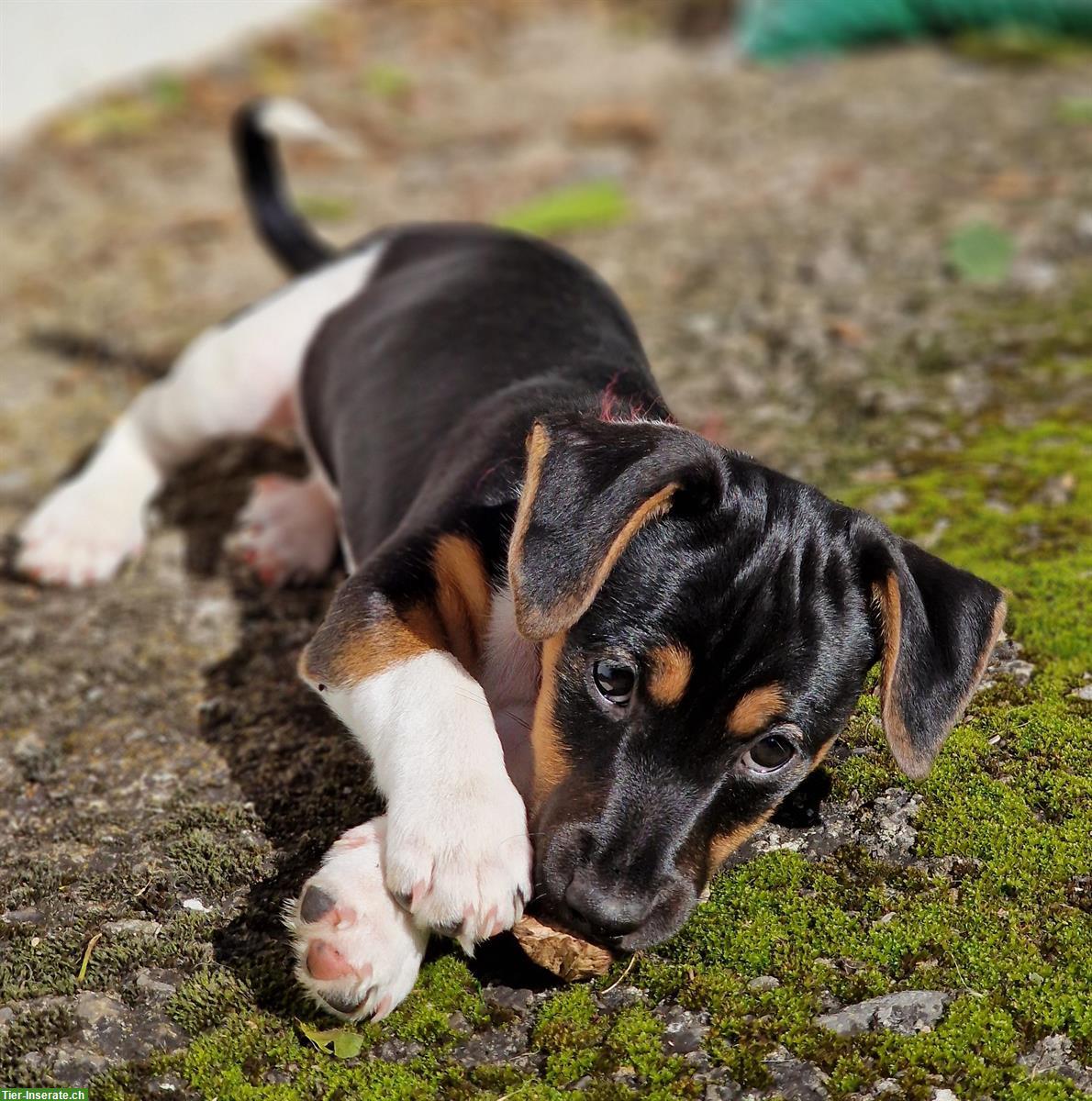 Bild 4: Reinrassige Jack Russell Welpen, tricolor, männlich