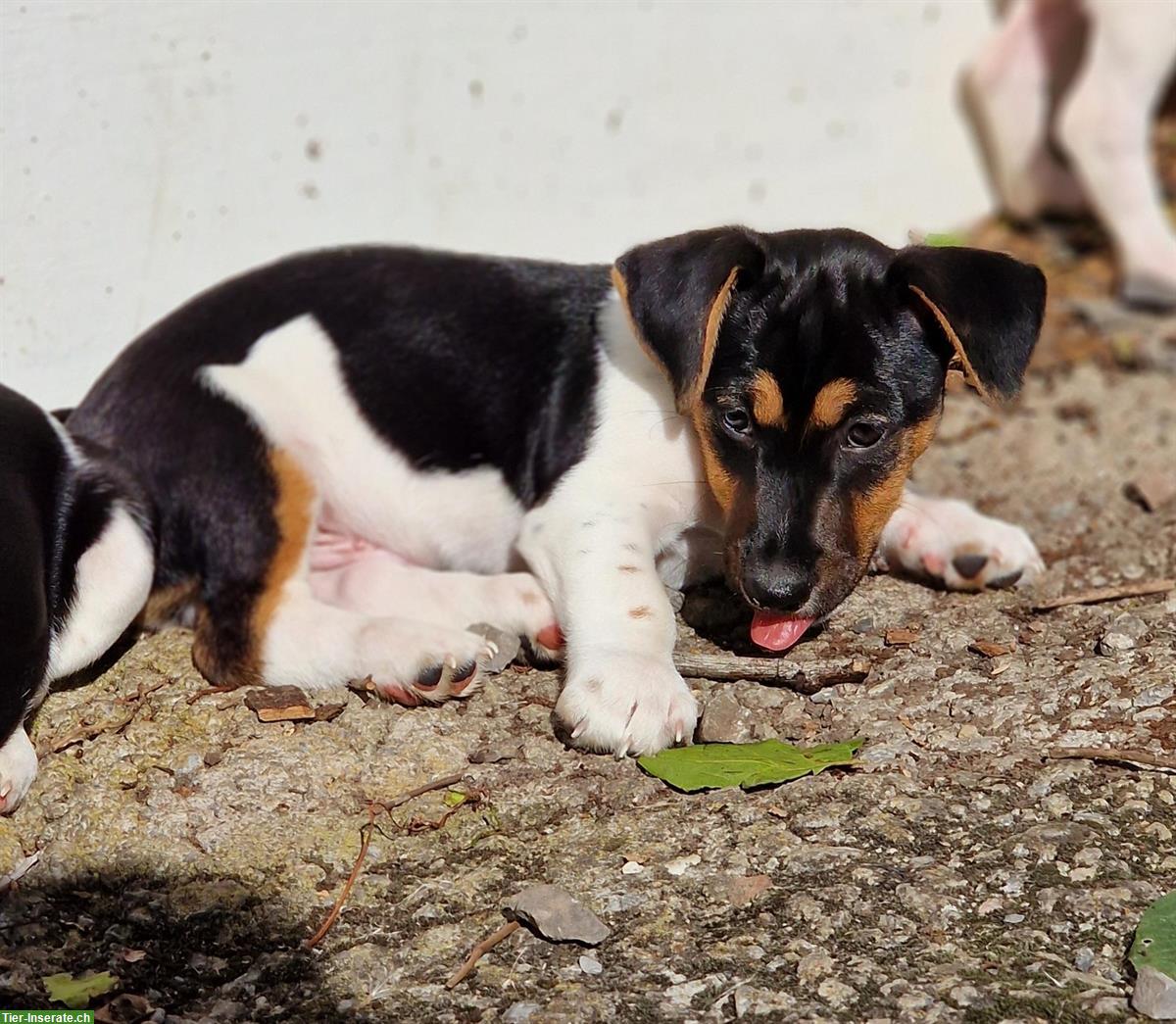 Bild 5: Reinrassige Jack Russell Welpen, tricolor, männlich