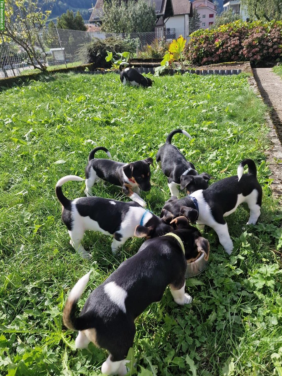 Bild 8: Reinrassige Jack Russell Welpen, tricolor, männlich