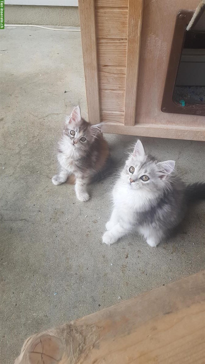 2 Maine Coon Mix Kätzchen, weiblich