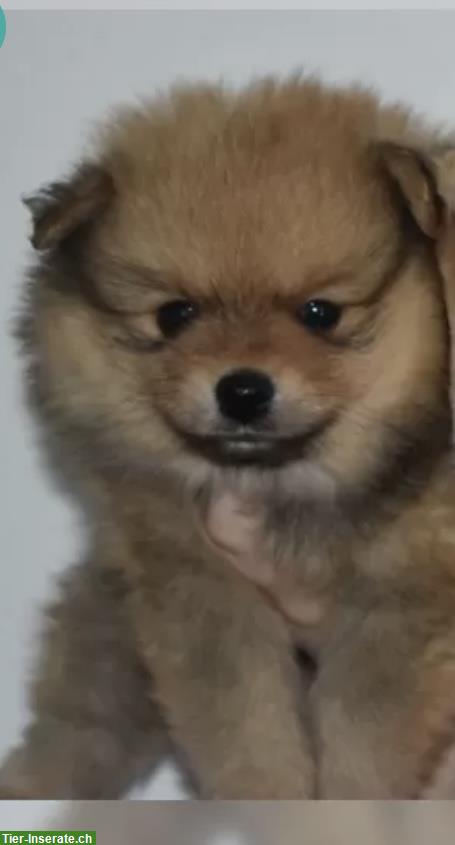 Pomeranian Welpe sucht ein liebes Zuhause