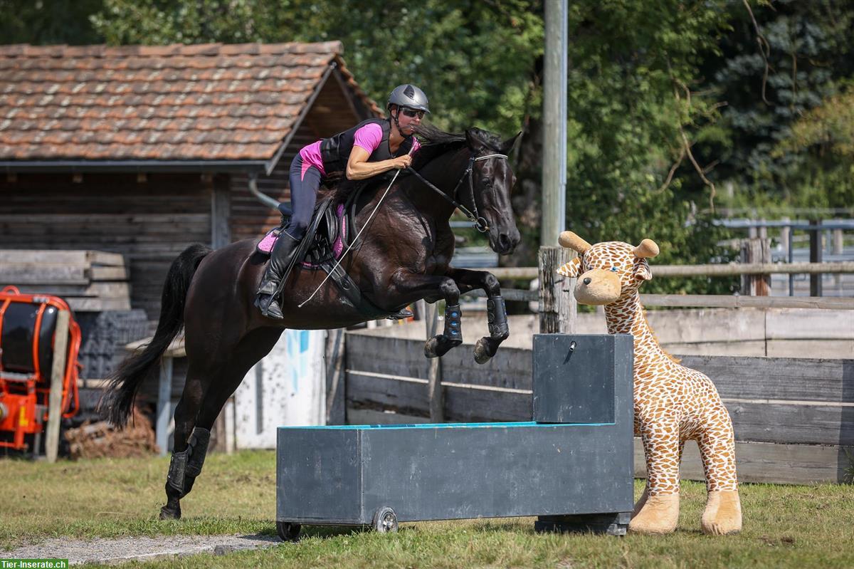 Bild 4: Reitbeteiligung auf Shagya-Araber in Widen AG