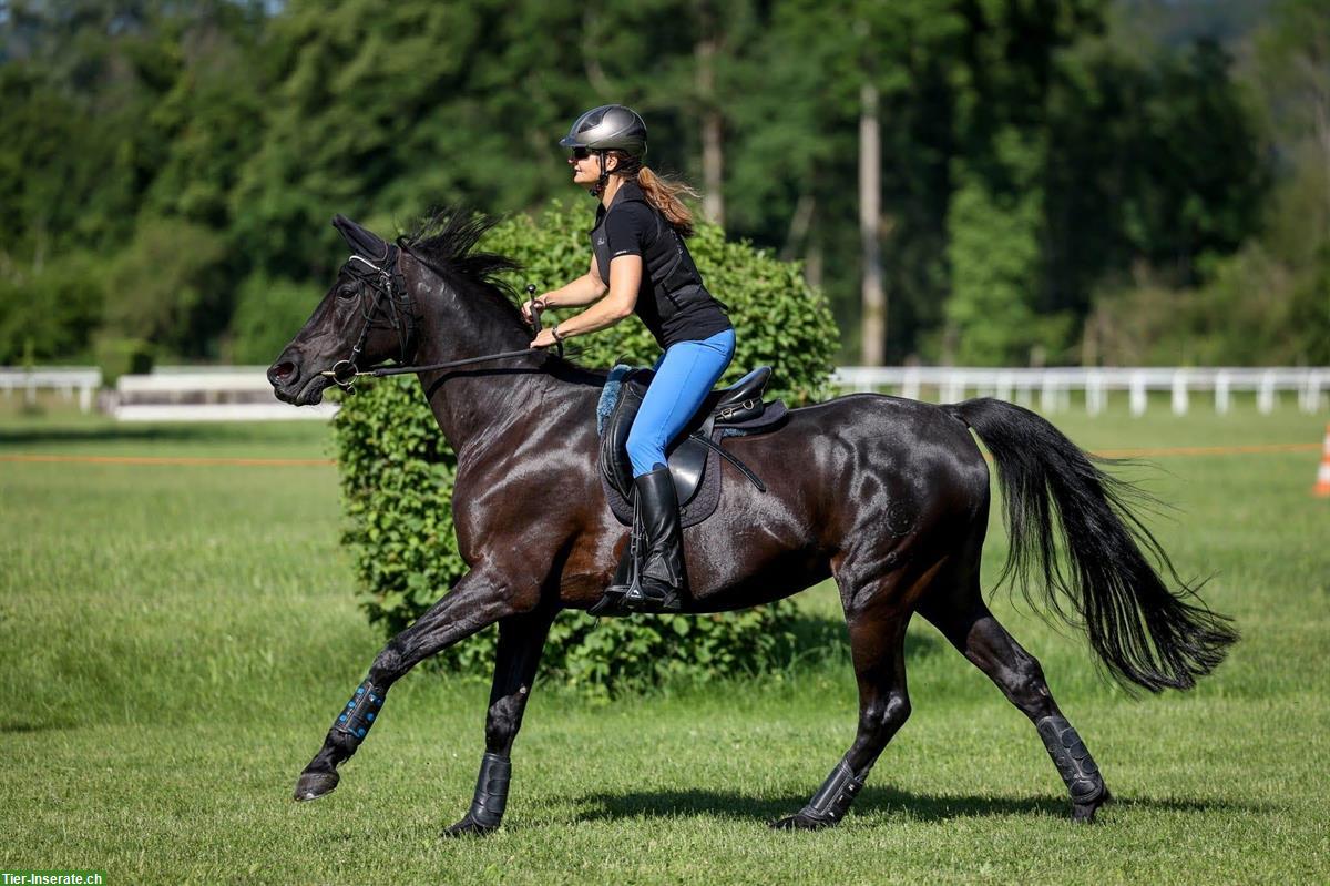 Bild 6: Reitbeteiligung auf Shagya-Araber in Widen AG