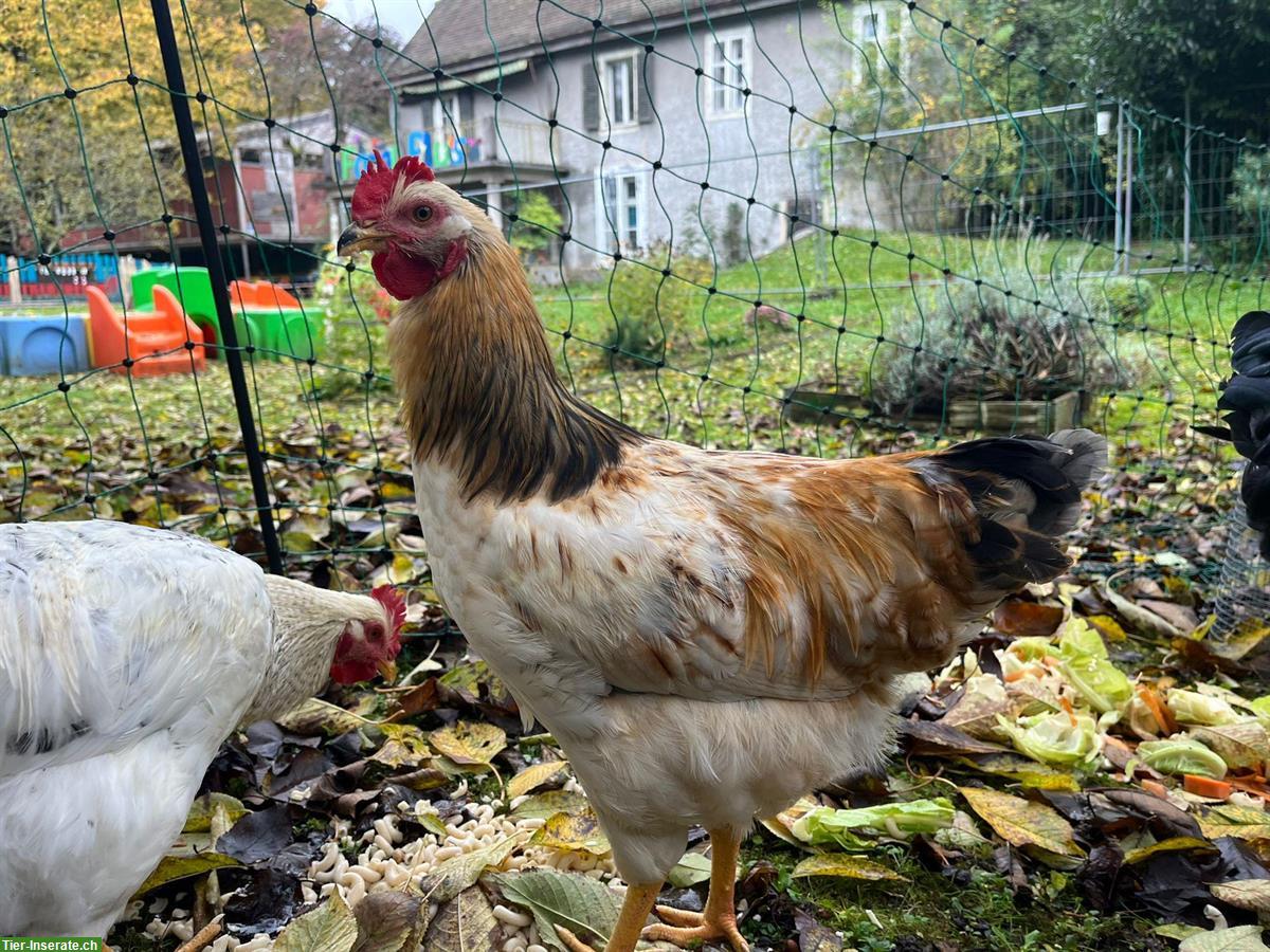 Bild 2: GRATIS: 2 junge Hähne suchen ein Zuhause