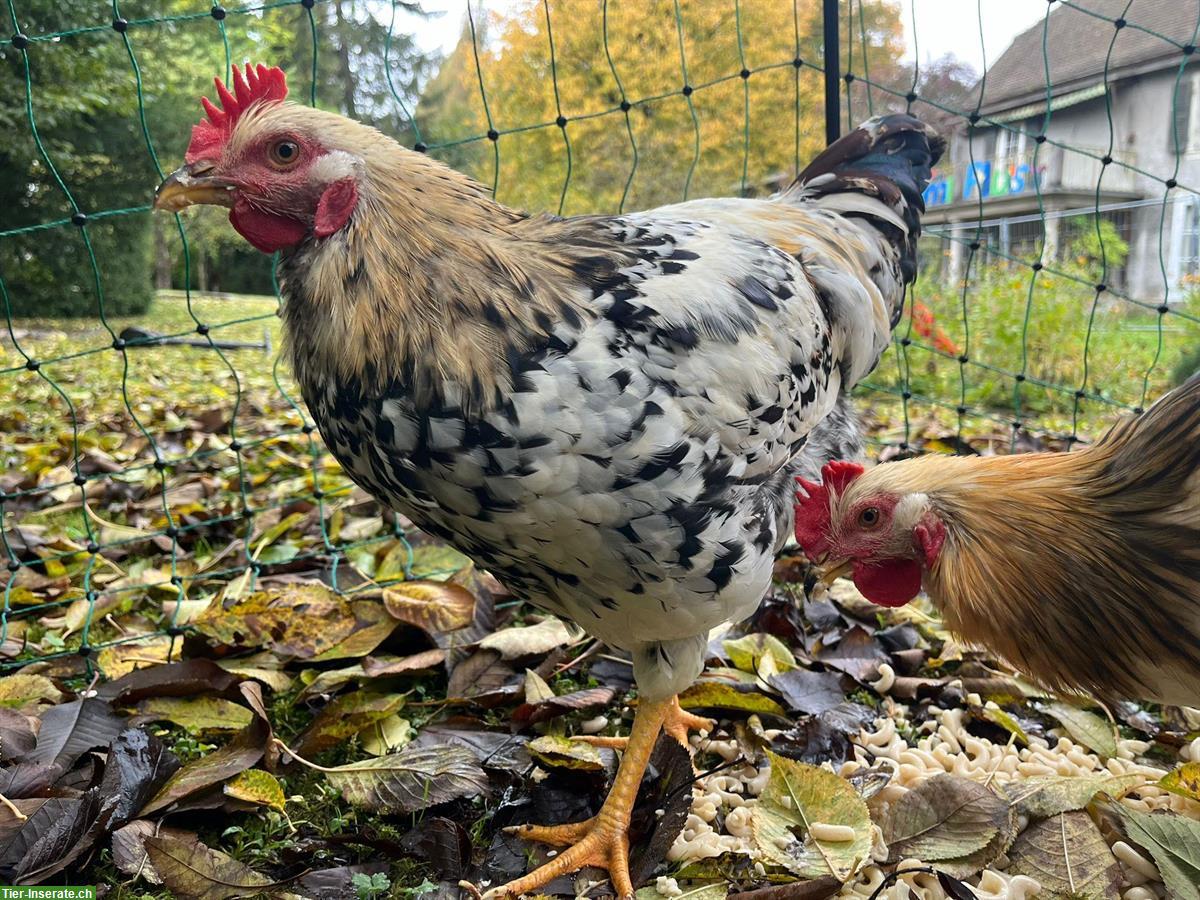 Bild 3: GRATIS: 2 junge Hähne suchen ein Zuhause