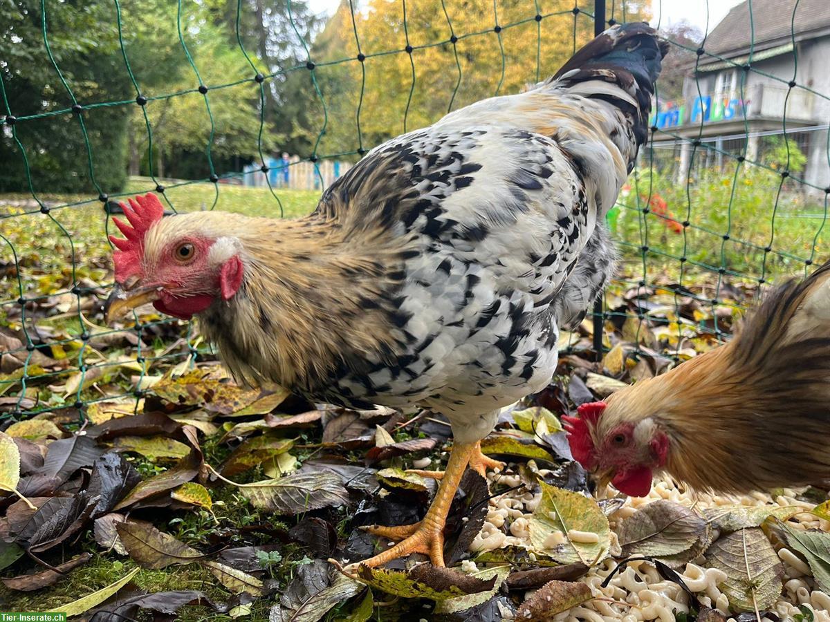 Bild 4: GRATIS: 2 junge Hähne suchen ein Zuhause