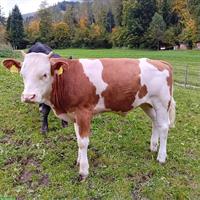 Simmentaler Zuchtstier zu verkaufen