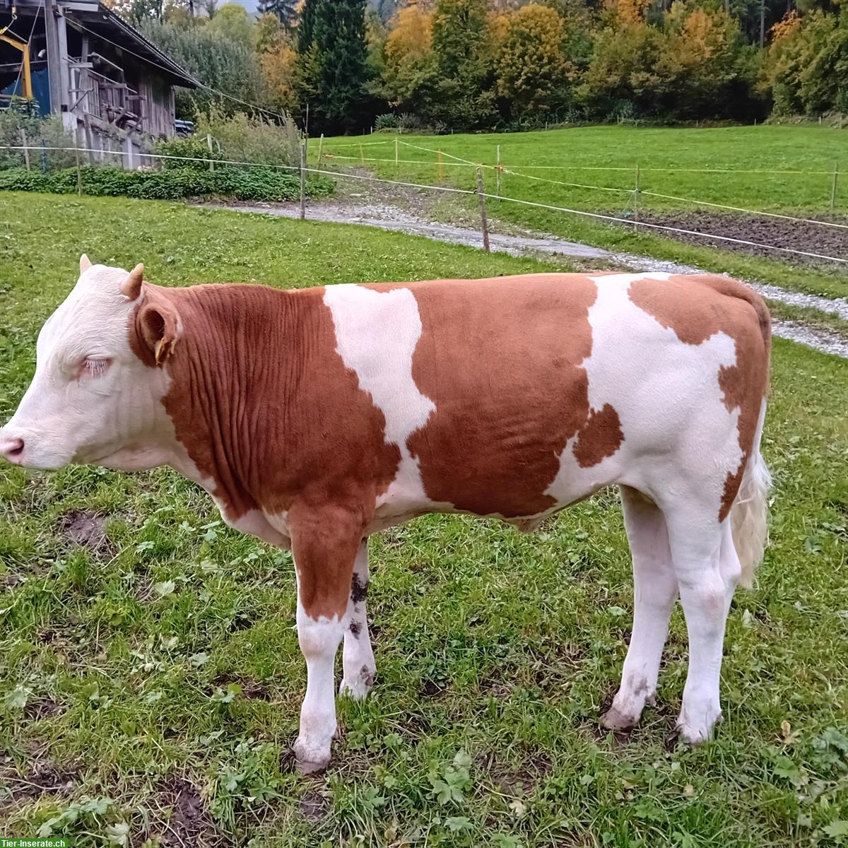 Bild 2: Simmentaler Zuchtstier zu verkaufen