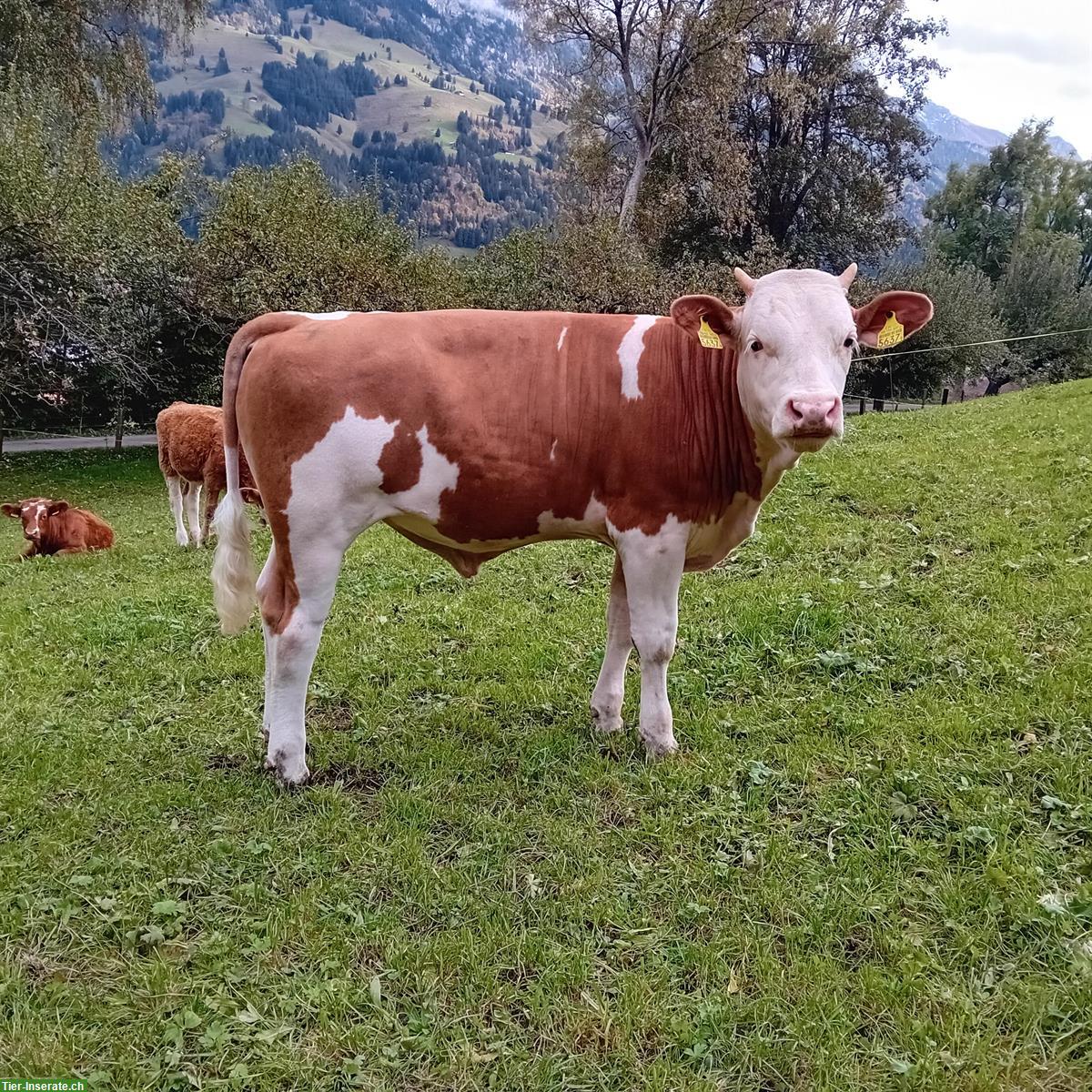 Bild 3: Simmentaler Zuchtstier zu verkaufen