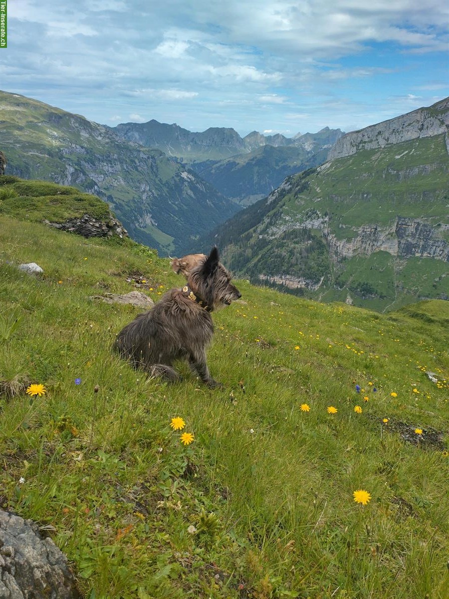 Bergamasker Hündin | Hof-, Alp-, Trieb- & Hütehund