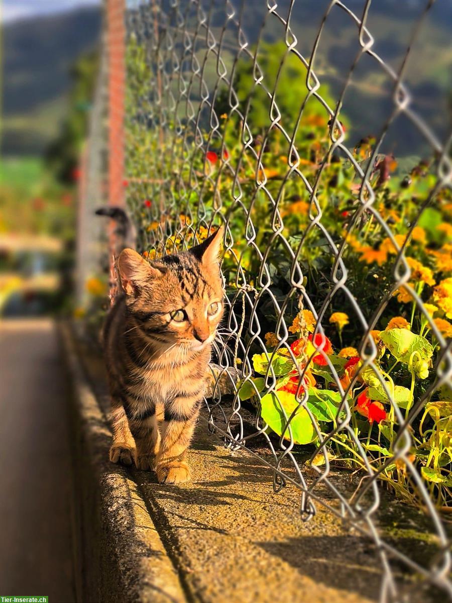 Bild 2: Junge Katzen stubenrein vom Bauernhof