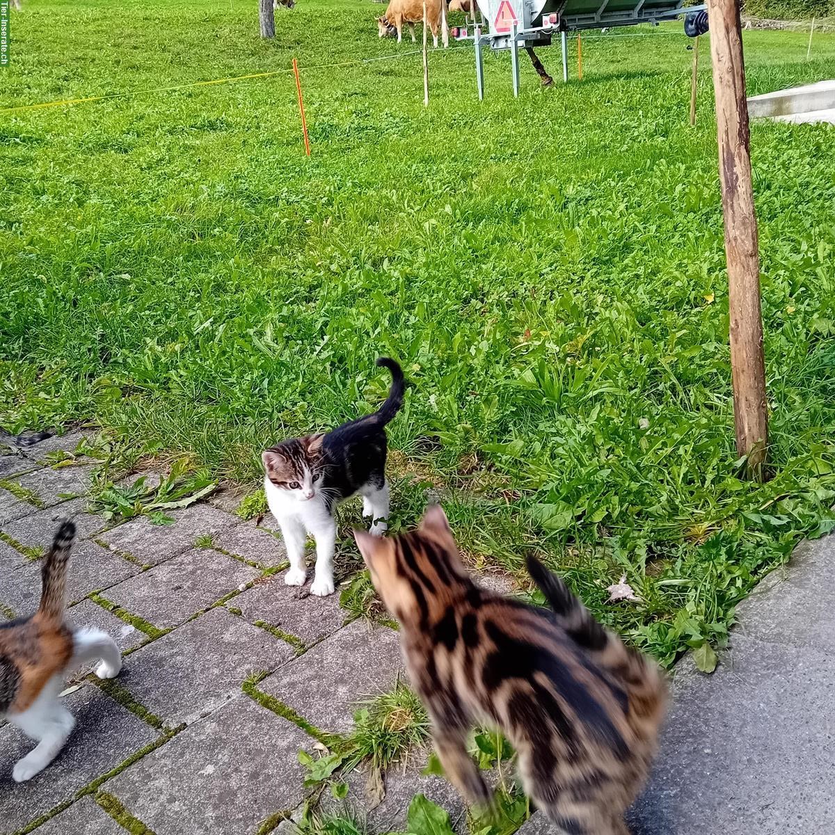 Bild 3: Junge Katzen stubenrein vom Bauernhof